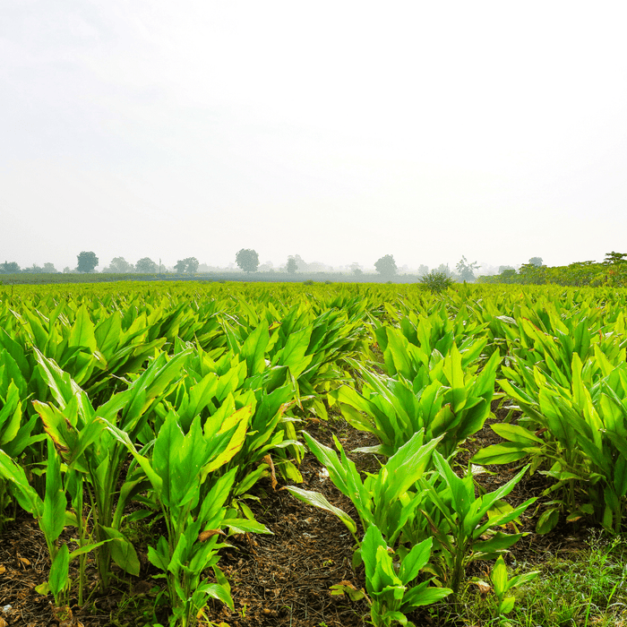 How To Grow Fresh Turmeric Organically