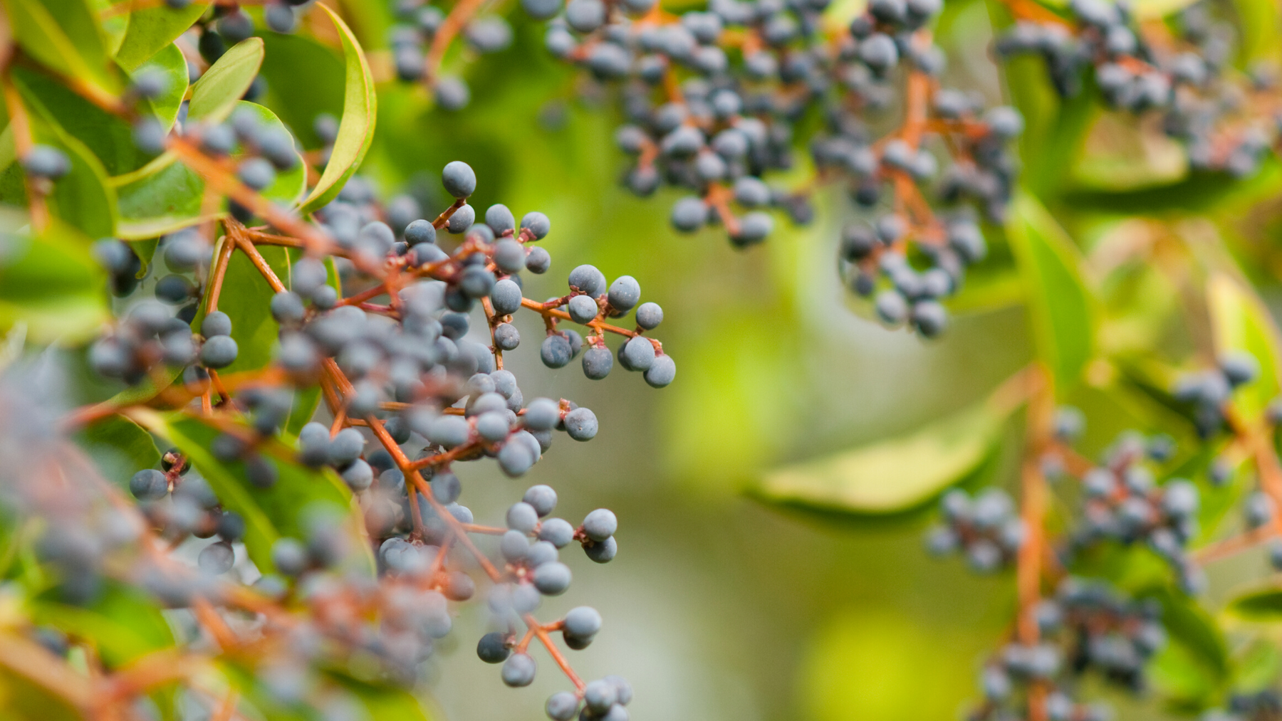 The Benefits and Uses of Elderberries