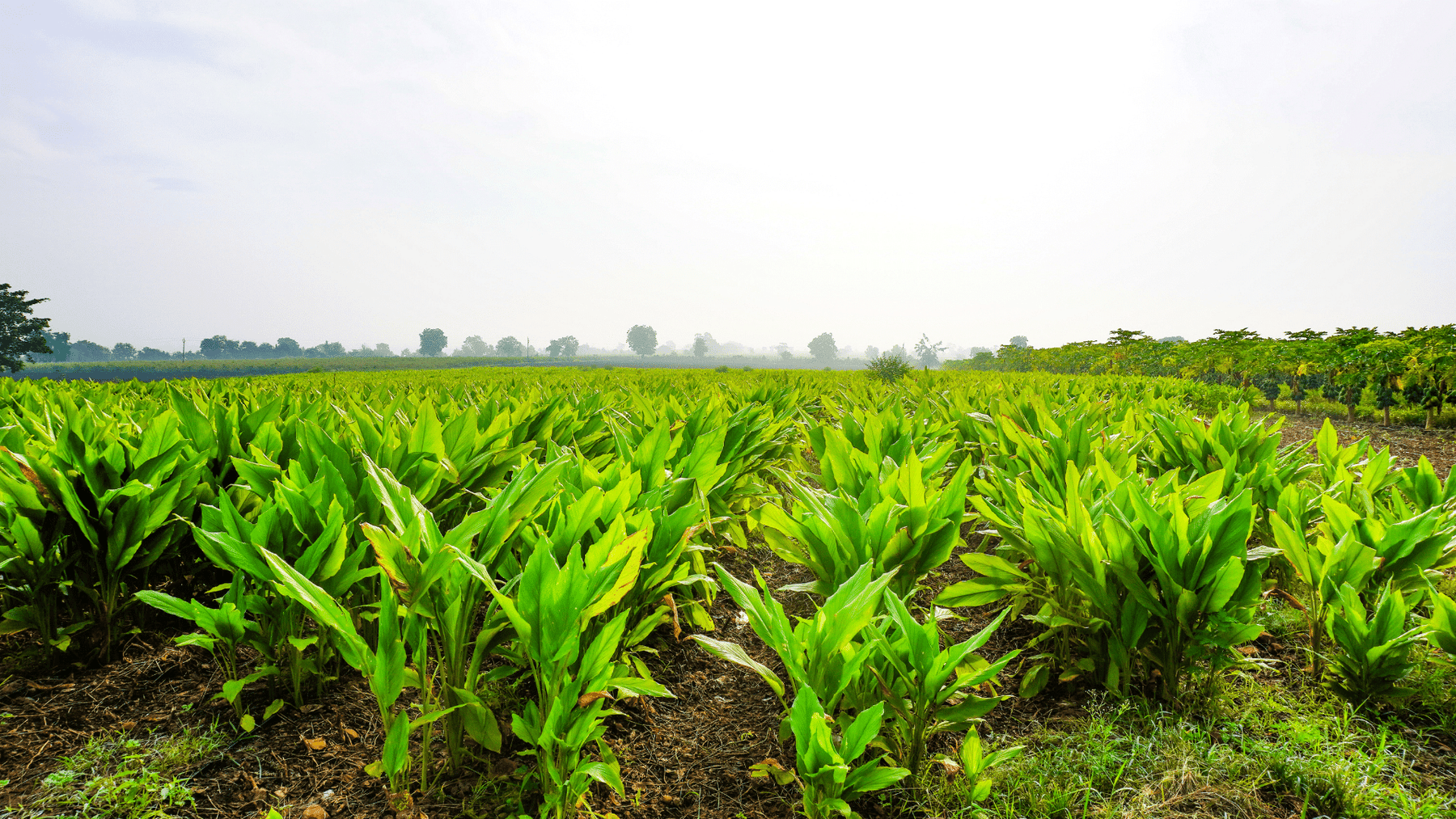 How To Grow Fresh Turmeric Organically