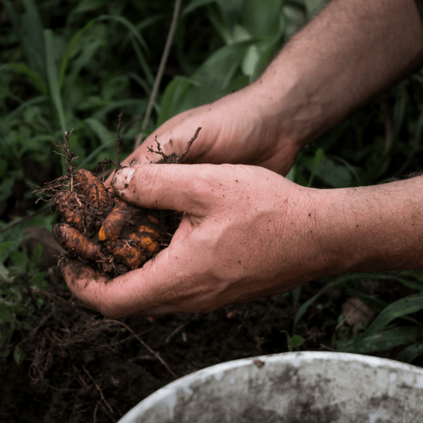 How Turmeric is Processed: from Plant to Powder