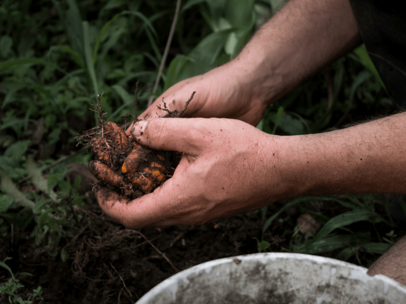How Turmeric is Processed: from Plant to Powder