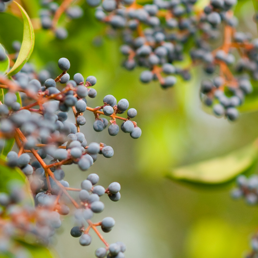 The Benefits and Uses of Elderberries