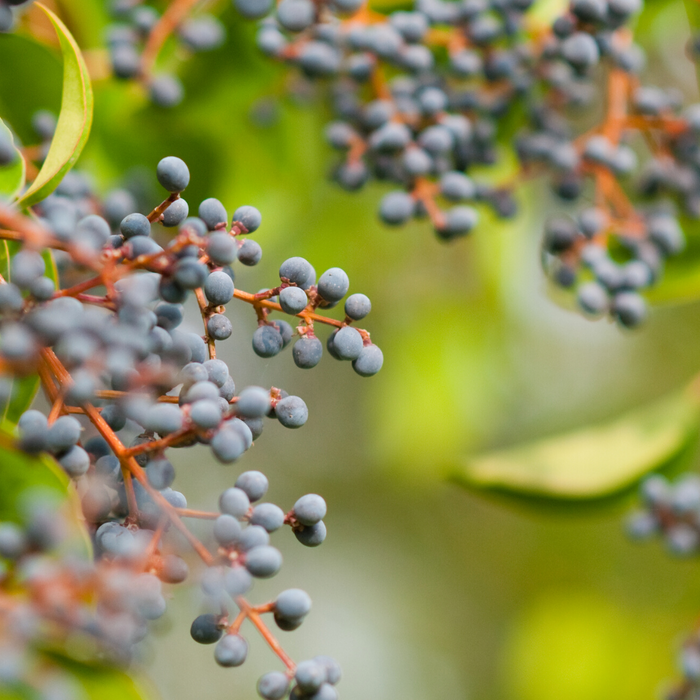 The Benefits and Uses of Elderberries
